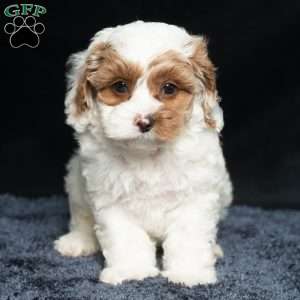 Harley, Cavapoo Puppy